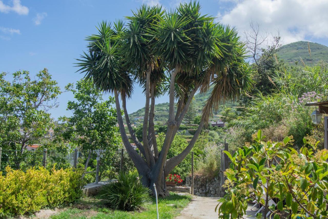 Casa Yucca Villa Forio di Ischia Екстериор снимка